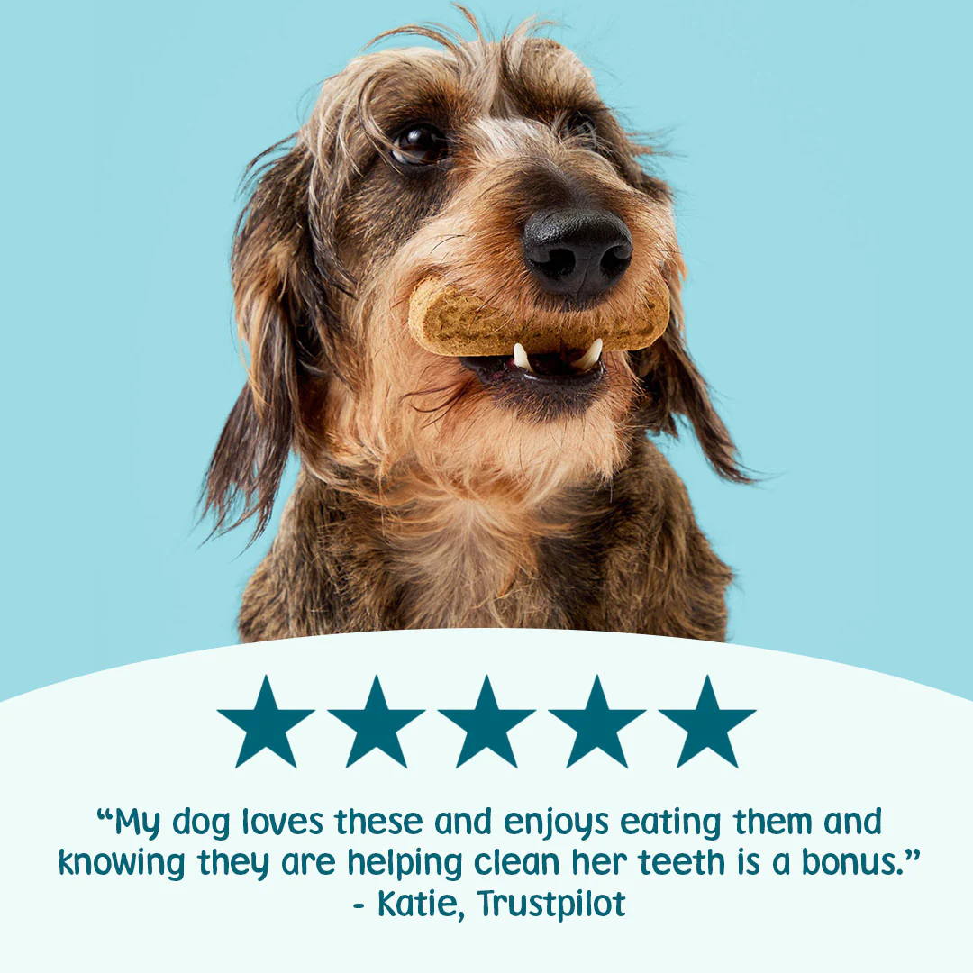 Gnashers: Dental Sticks for Dogs - Image 3